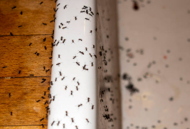 Best Rat Extermination Near Me  in Pulaski, WI